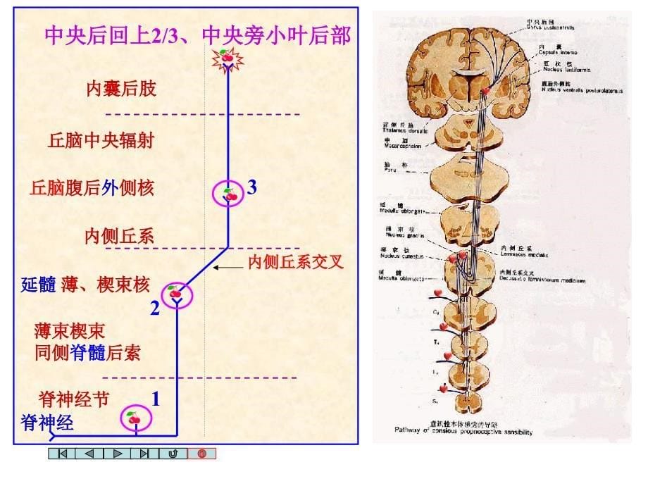 9神经系统传导通路_第5页