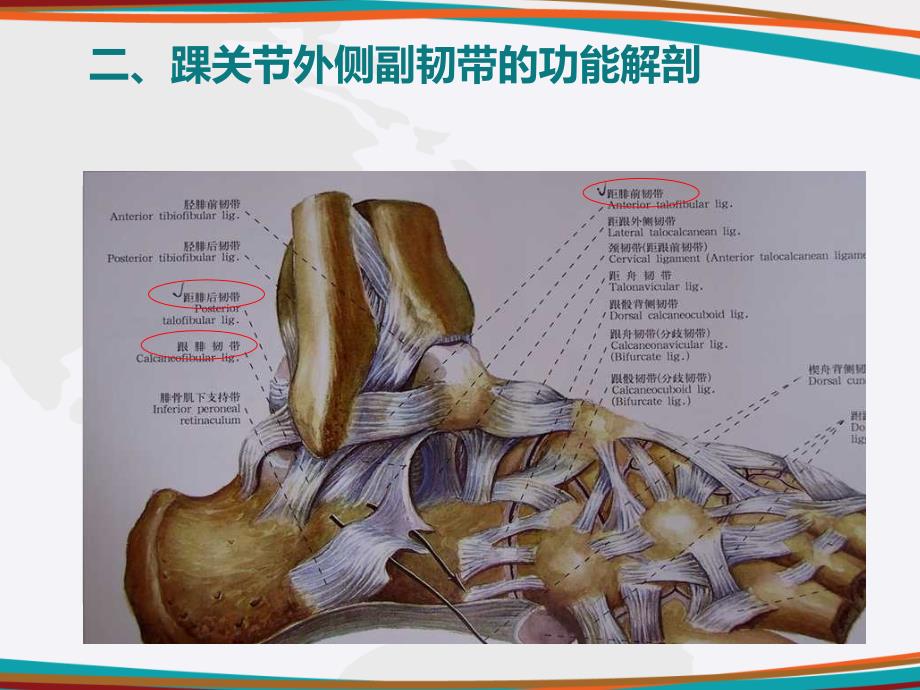 踝关节外侧副韧带损伤课件_第4页