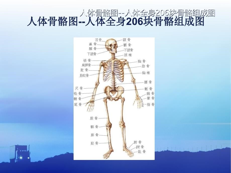 体能训练基本理论与实用方法课件_第5页