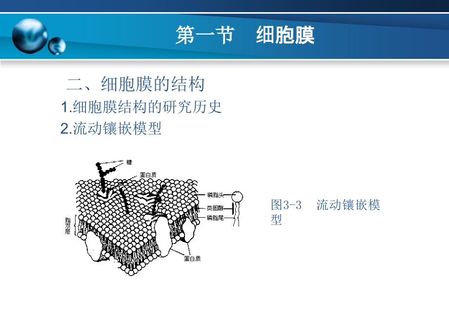 细胞生物学基础 教学课件 ppt 作者 员冬梅 主编 李晓文 主审第三章_第4页