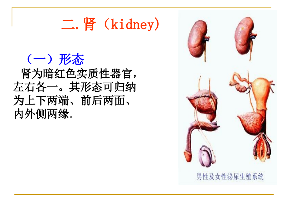 系统解剖学之泌尿系统课件_第3页
