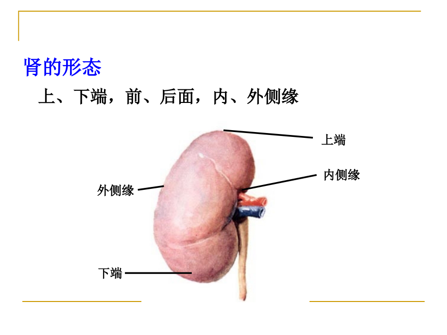 系统解剖学之泌尿系统课件_第4页
