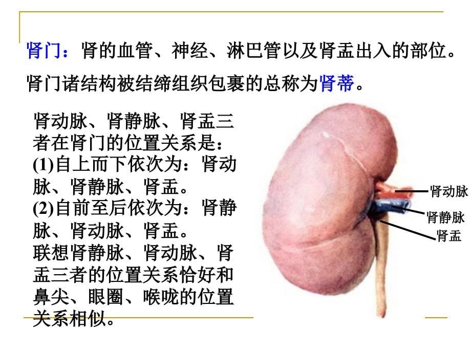 系统解剖学之泌尿系统课件_第5页