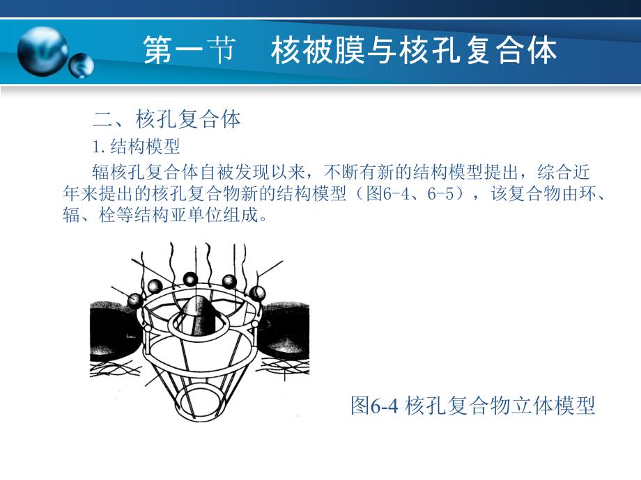 细胞生物学基础 教学课件 ppt 作者 员冬梅 主编 李晓文 主审第六章_第4页