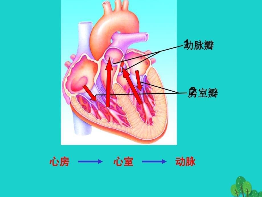 山东省邹平县实验中学七年级生物下册_3.3.3 物质运输的途径课件 （新版）济南版_第5页