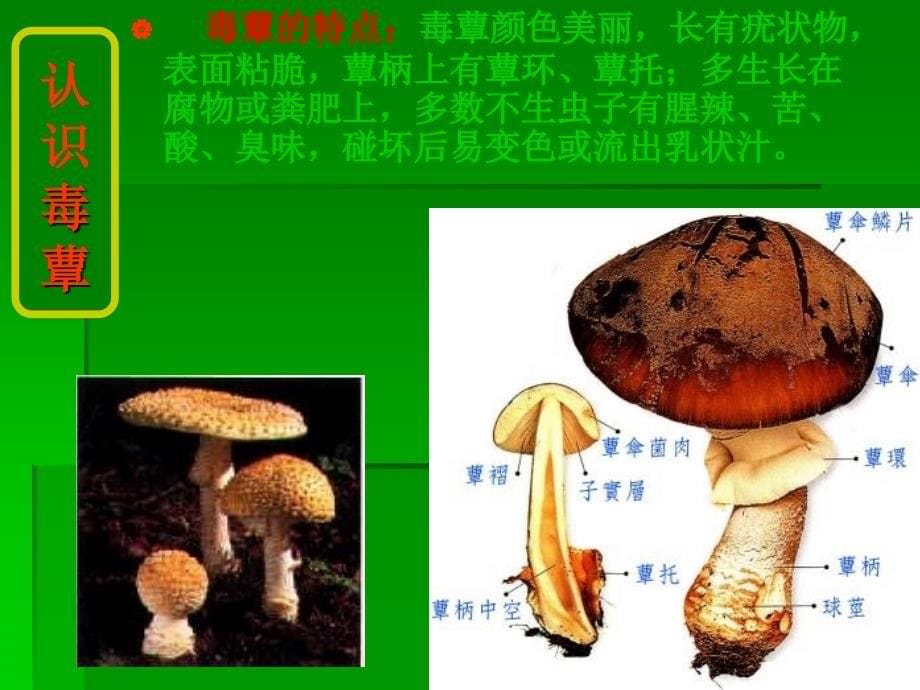 野生菌中毒的临床救治_第5页