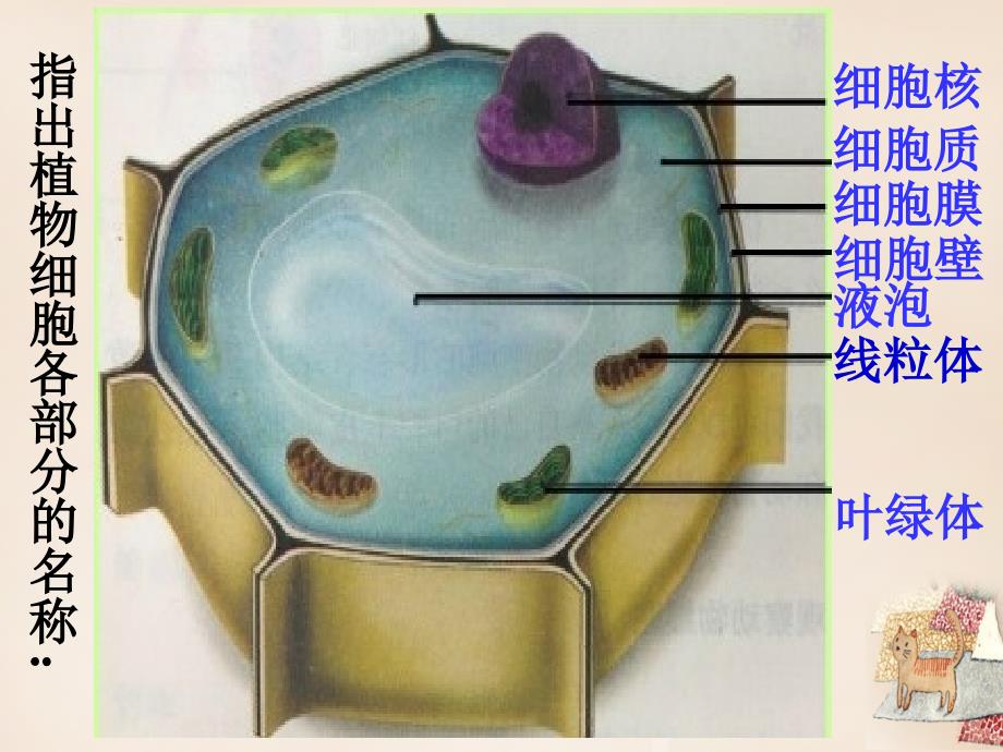 七年级生物上册_第二单元 第一章 第三节 动物细胞课件（1）（新版）新人教版_第1页