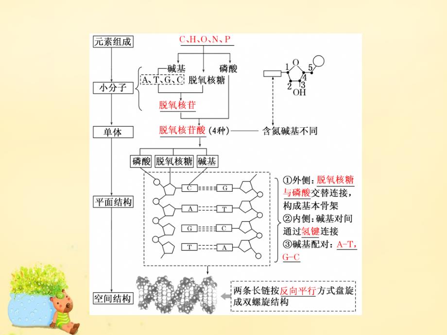 高三生物一轮复习_第二单元 基因的本质与表达 第二讲 dna分子的结构、复制与基因的本质课件（必修2）_第2页