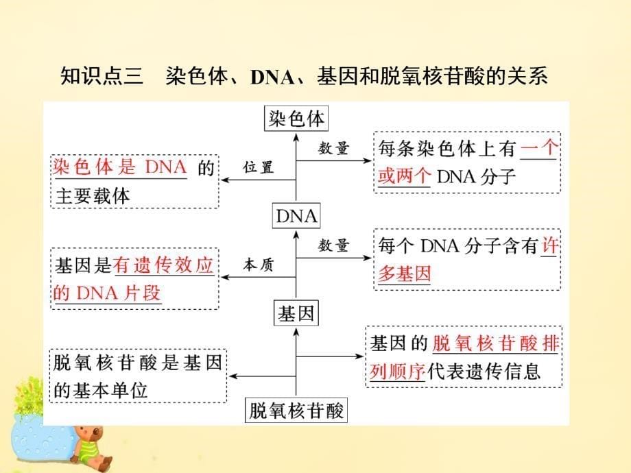 高三生物一轮复习_第二单元 基因的本质与表达 第二讲 dna分子的结构、复制与基因的本质课件（必修2）_第5页