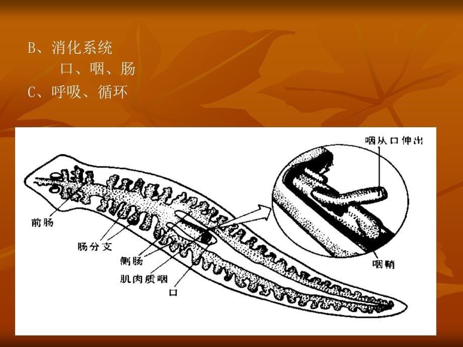 动物学1课件第七章扁形动物门_第5页