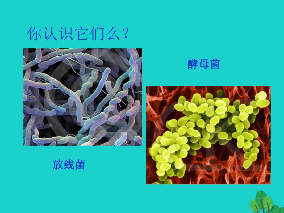 七年级生物上册_第一章 第二节 认识我们身边的其他生物课件 （新版）北京版_第1页