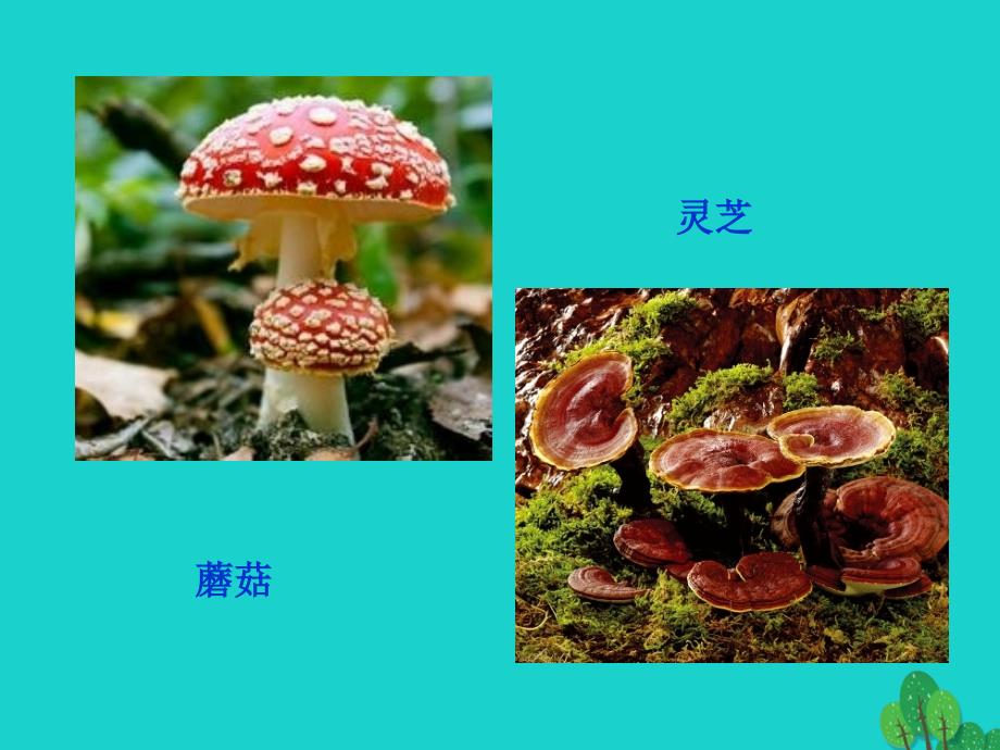 七年级生物上册_第一章 第二节 认识我们身边的其他生物课件 （新版）北京版_第2页