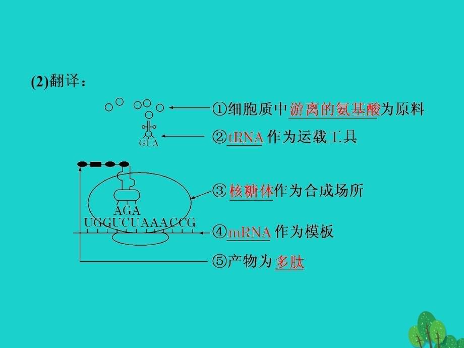 练酷版高考生物一轮复习_第二单元 基因的本质与表达 第3讲 基因的表达课件（必修2）_第5页