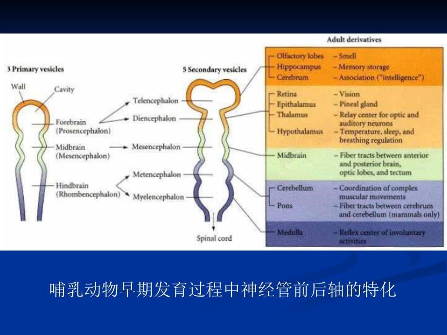 发育生物学第十三章 神经系统的发育课件_第5页