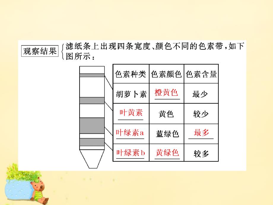 高三生物一轮复习_第三单元 细胞的能量供应和利用 第三讲 能量之源-光与光合作用（第1课时）绿叶中色素的提取和分离（实验课）课件（必修1）_第3页