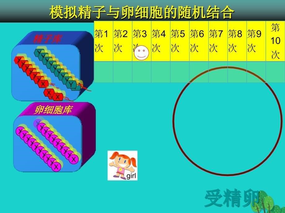 广东省江门市景贤学校八年级生物下册_7.2.4 人的性别遗传之模拟实验模拟精子与卵细胞的随机结合课件 （新版）新人教版_第5页