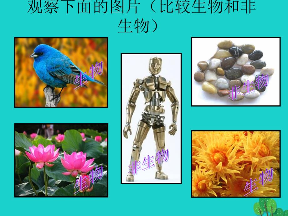 七年级生物上册_第一单元 第一章 第一节 生物的特征课件 （新版）新人教版_第2页