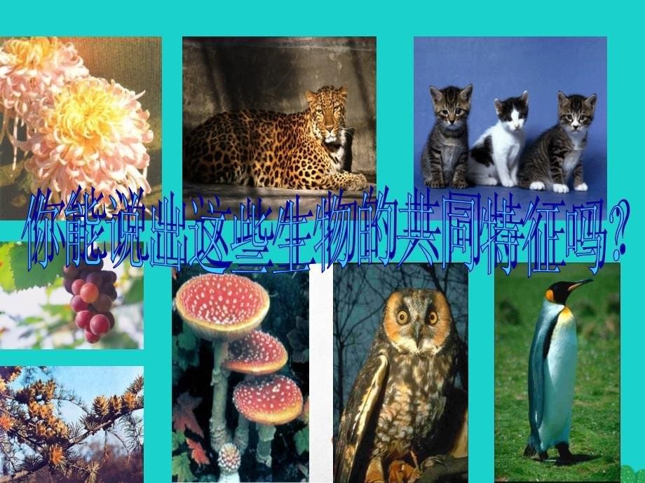 七年级生物上册_第一单元 第一章 第一节 生物的特征课件 （新版）新人教版_第5页