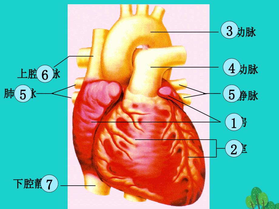 七年级生物下册_第二单元 第二章 第二节 心脏 心脏结构课件 冀少版_第1页