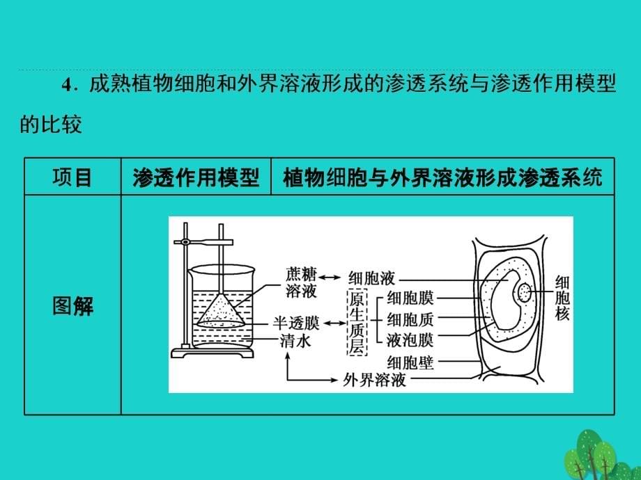 练酷版高考生物一轮复习_第二单元 细胞的结构与物质的输入和输出 第3讲 物质跨膜运输的实例与方式课件（必修1）_第5页