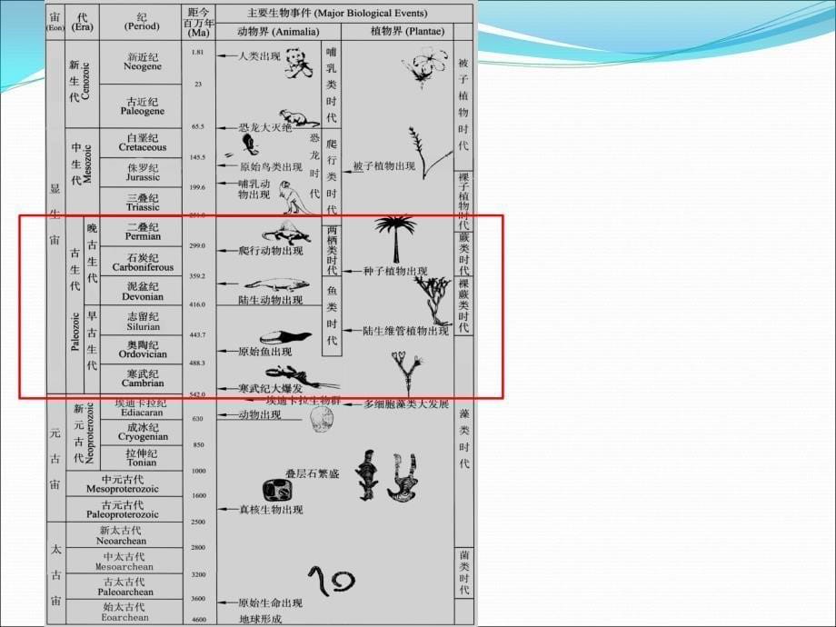 古生物实习7实习七古生界_第5页