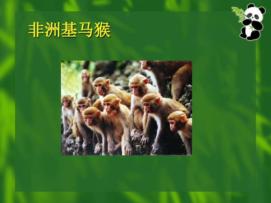 北京版六年级语文上册课件天然动物园漫游记1课件_第4页