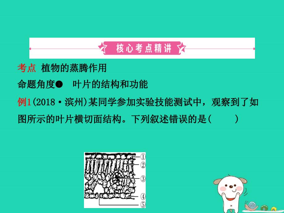 （江西专版）2019中考生物_第1部分 第三单元 第三章 绿色植物与生物圈的水循环复习课件_第2页