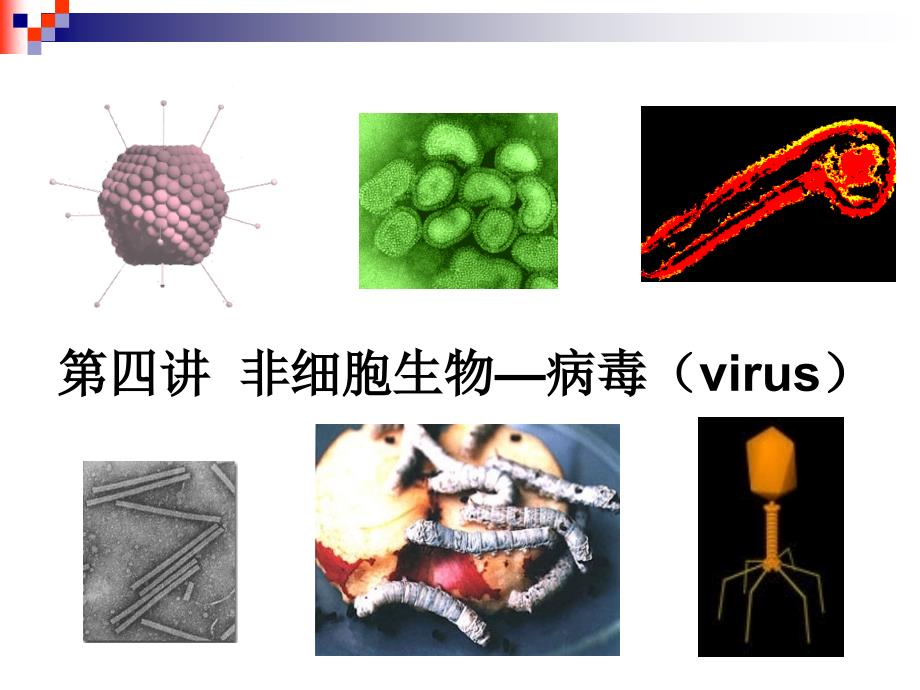 2016第四讲+非细胞生物_第1页