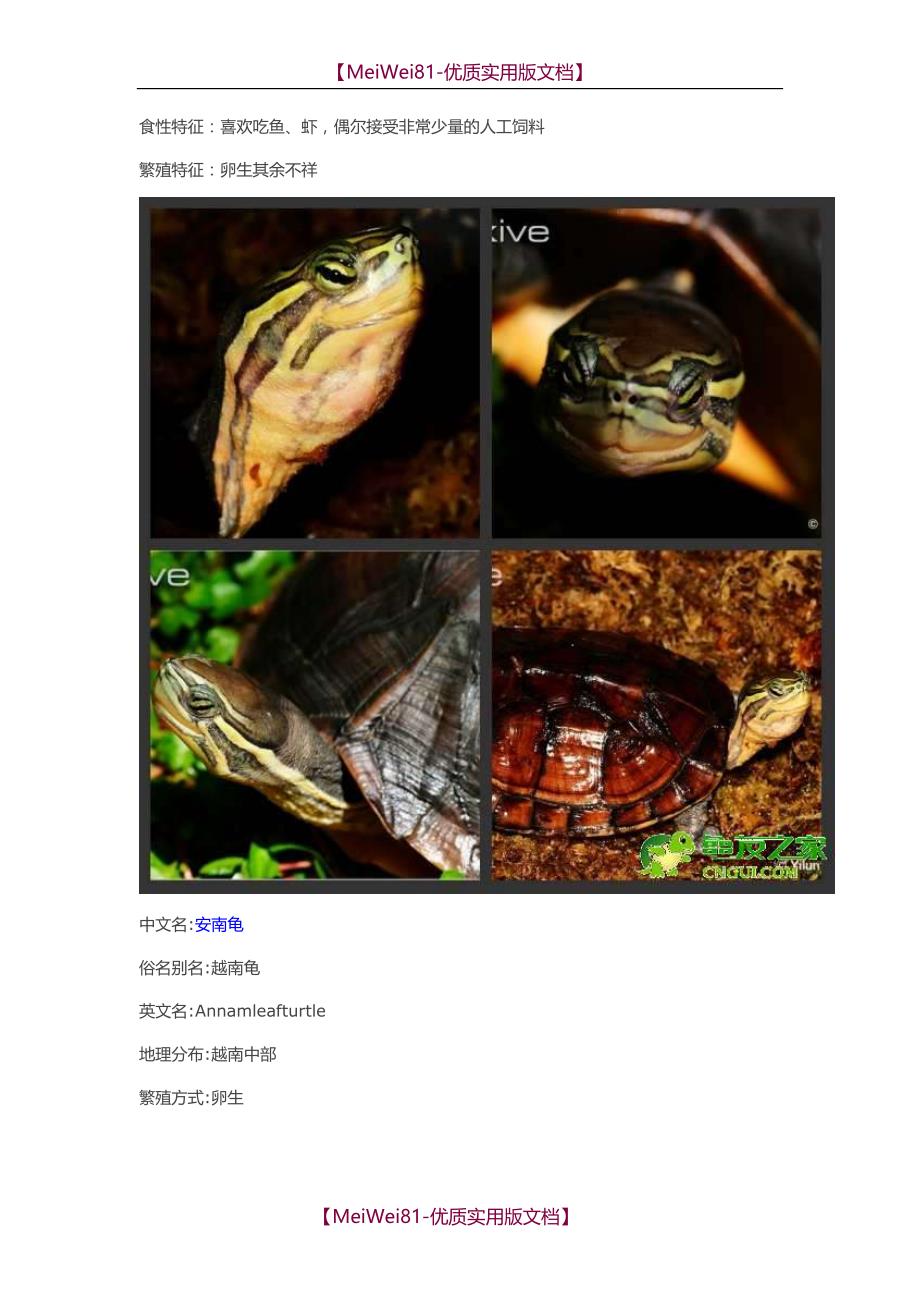 【8A版】常见水龟品种大全_第2页