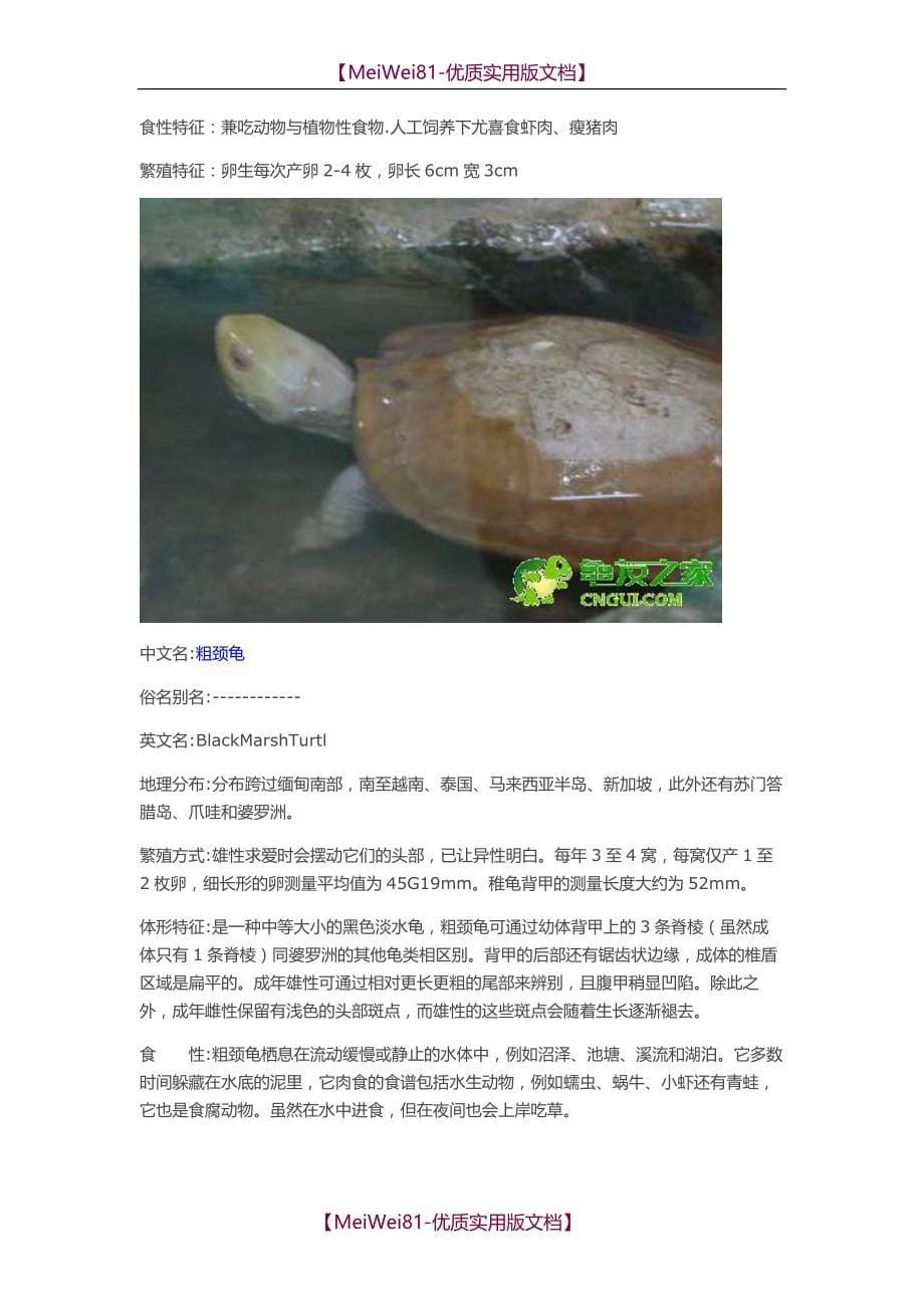 【8A版】常见水龟品种大全_第5页