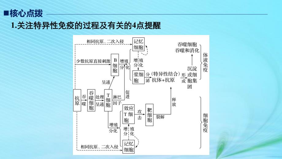 （江苏专用）2019高考生物二轮复习_专题七 人体的稳态及调节机制 考点23 免疫调节课件_第3页