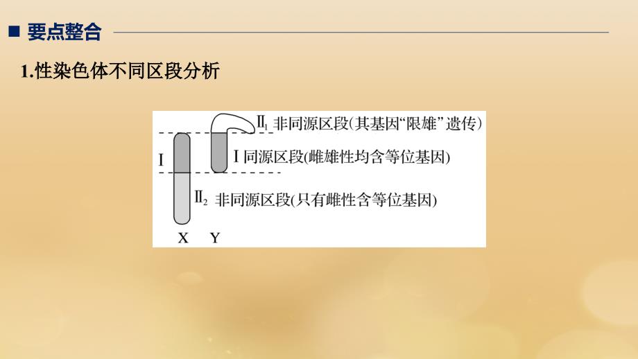 （全国通用版）2019高考生物二轮复习_专题三 基因的遗传规律 考点2 伴性遗传与人类遗传病课件_第2页