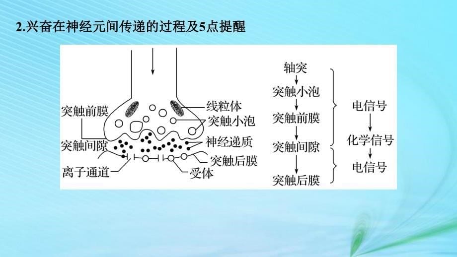 （江苏专用）2019高考生物二轮复习_专题七 人体的稳态及调节机制 考点22 兴奋的产生、传导和传递课件_第5页