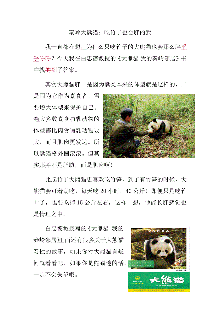 秦岭大熊猫 吃竹子也会胖_第1页
