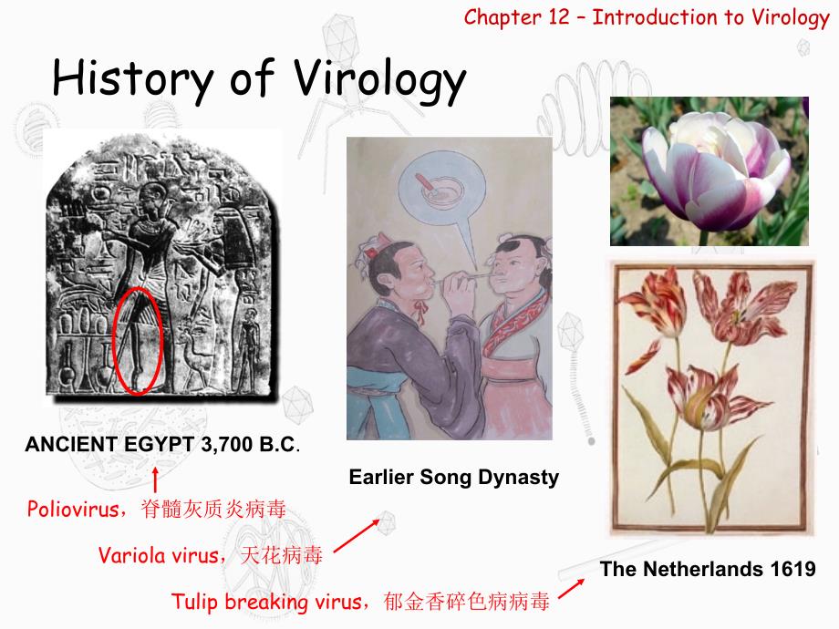 introduction-of-virology-sy_第4页