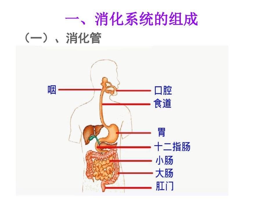 北师大版七年级-生物第八章-第二节-食物的消化与营养物质的吸收_第5页