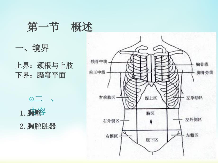 胸部解剖概述1_第3页