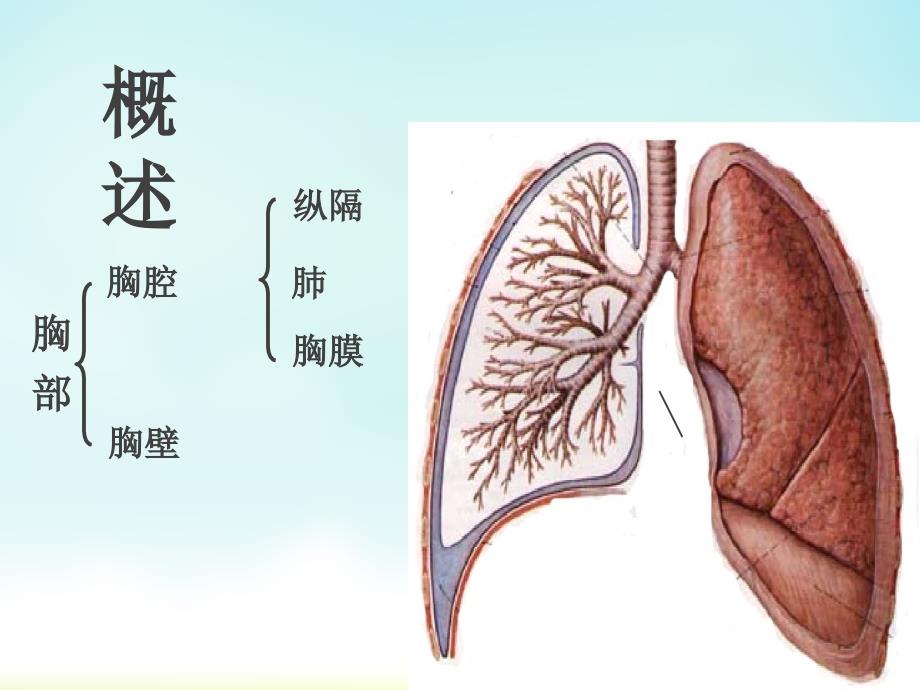 胸部解剖概述1_第4页