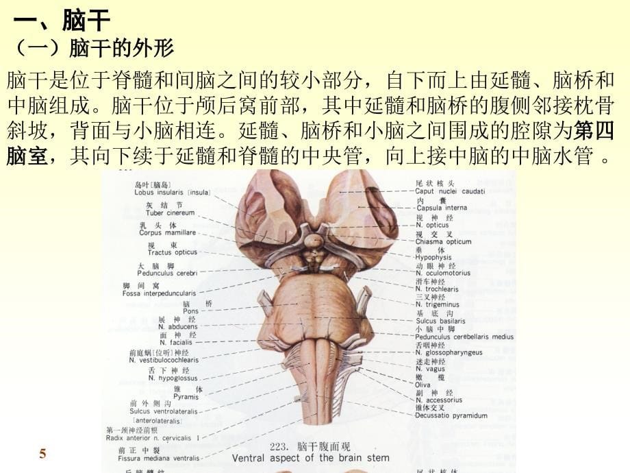 脑干 (2)_第5页