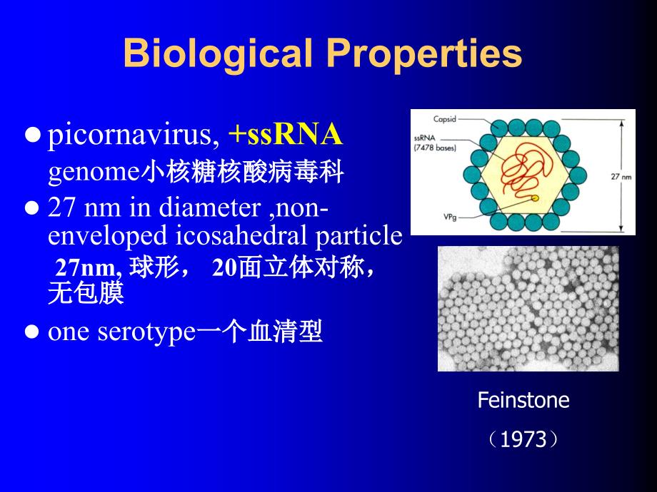 肝炎病毒总结_第4页