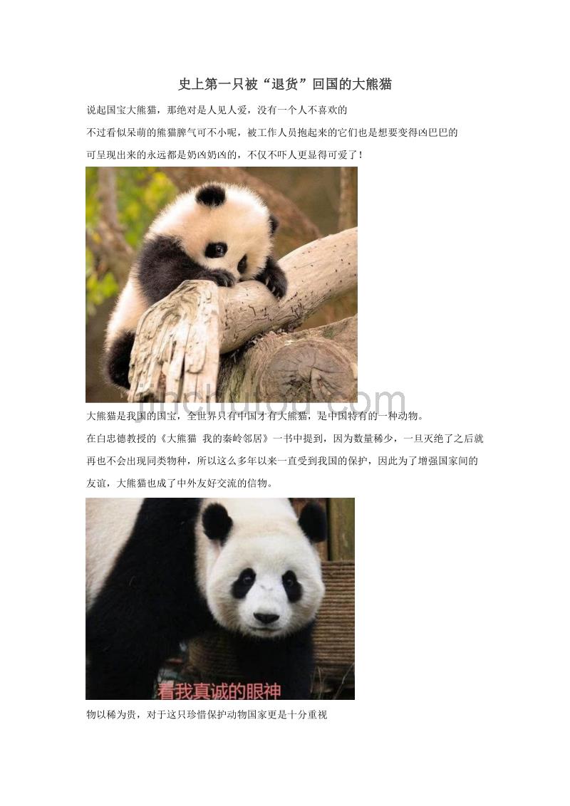 史上第一只被退货回国的大熊猫_第1页