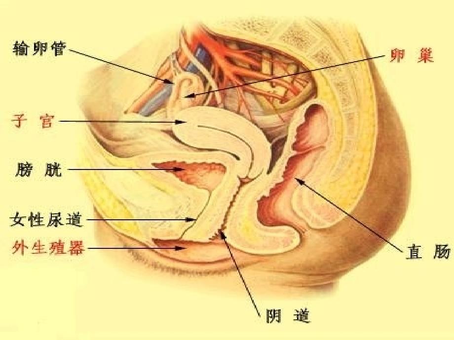 妇科疾病超声诊断演示课件_第4页