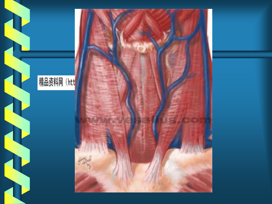 甲状腺疾病知识讲义_第4页