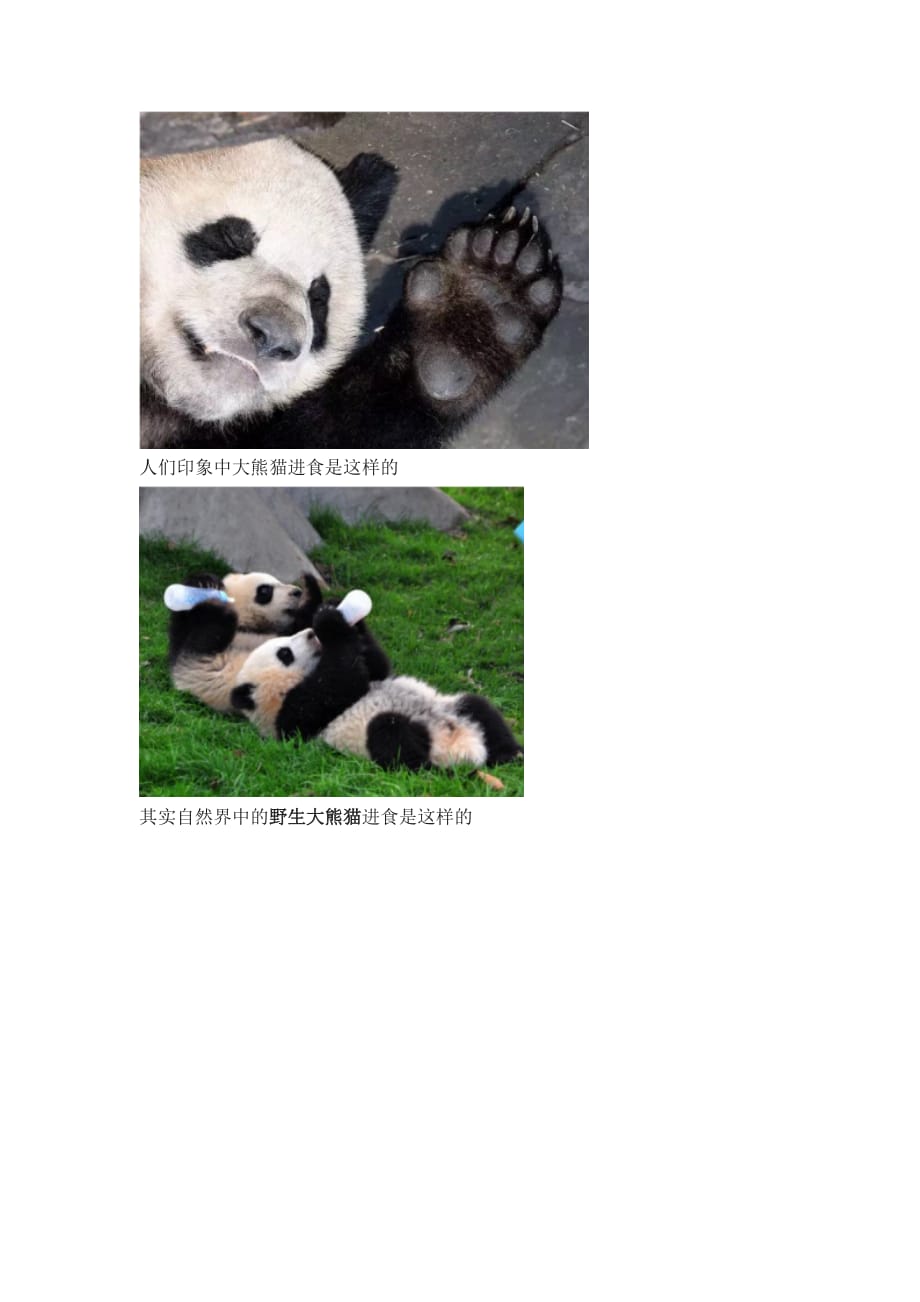 大熊猫能单挑藏獒吗_第3页
