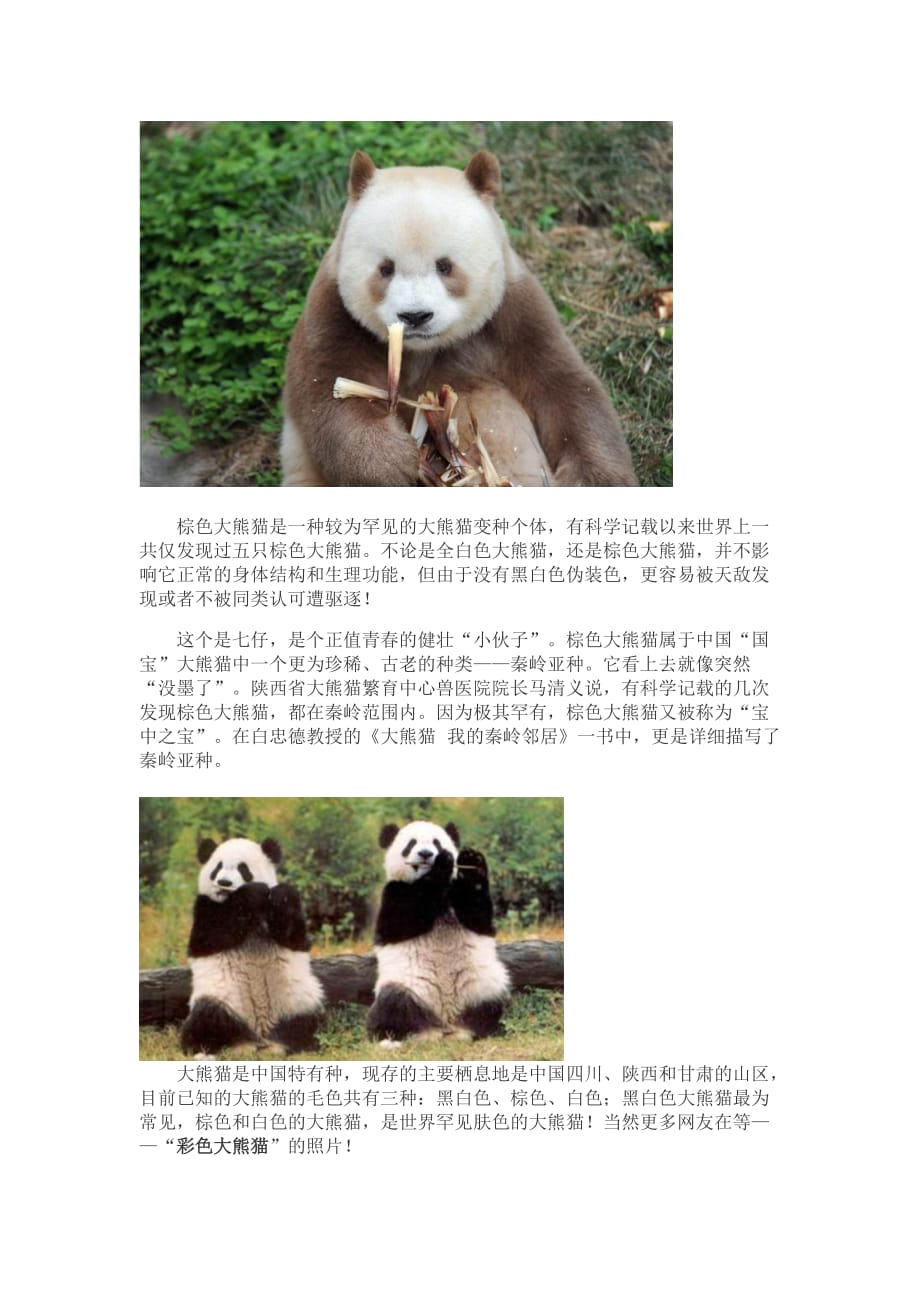 罕见肤色的大熊猫全白大熊猫_第2页