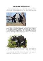四体不勤的熊猫 是怎么存活至今的