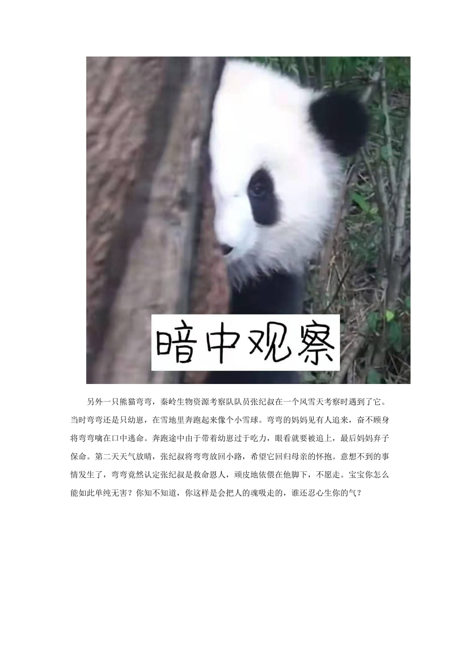 和大熊猫做朋友是什么感觉_第2页