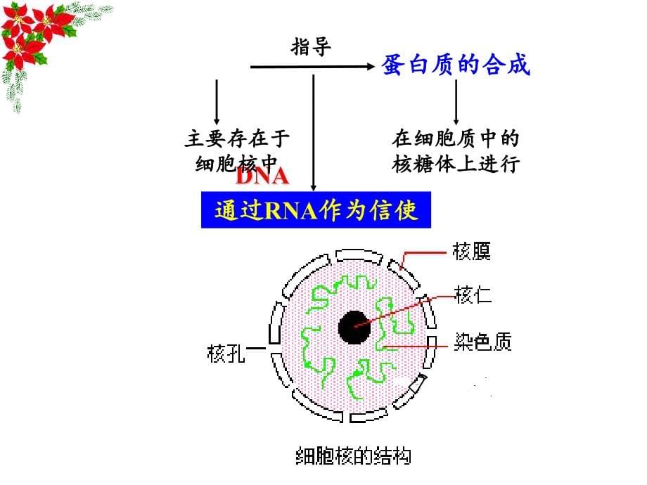 基因指导蛋白质的合成用_第5页