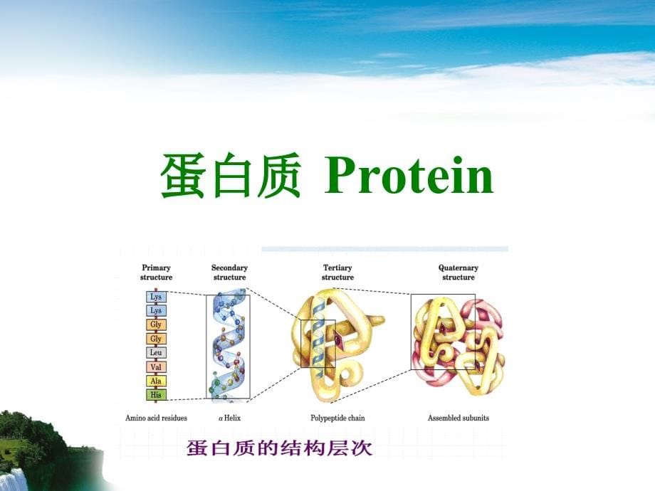 蛋白质功能及其推荐摄入量_第5页