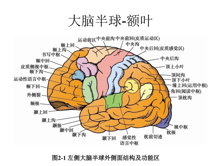 大脑额叶的功能定位-文档资料_第2页